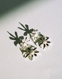 Meadowlark - Daisy Drop Earrings SS